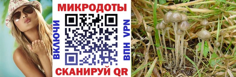 Галлюциногенные грибы Psilocybine cubensis  Таштагол 